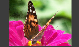 Using ScrapSimple Paper Templates to Create Texture on Photos Tutorial screen shot 4